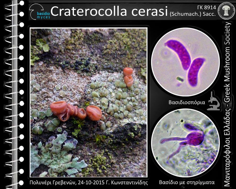 Craterocolla cerasi (Schumach.) Sacc. 