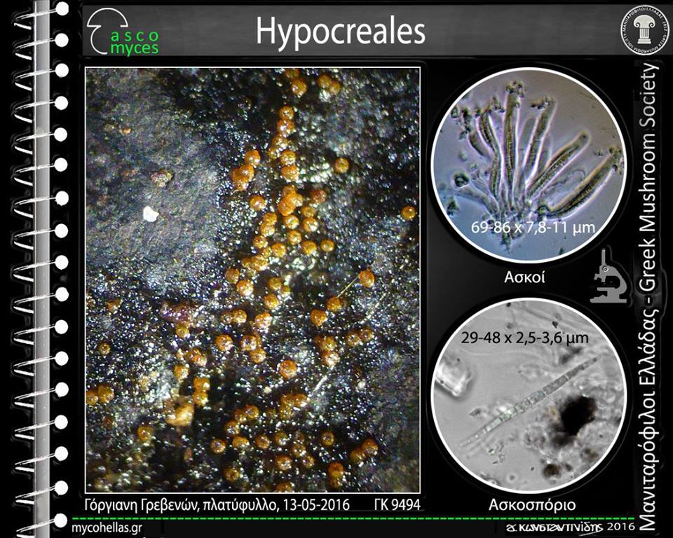 Hypocreales