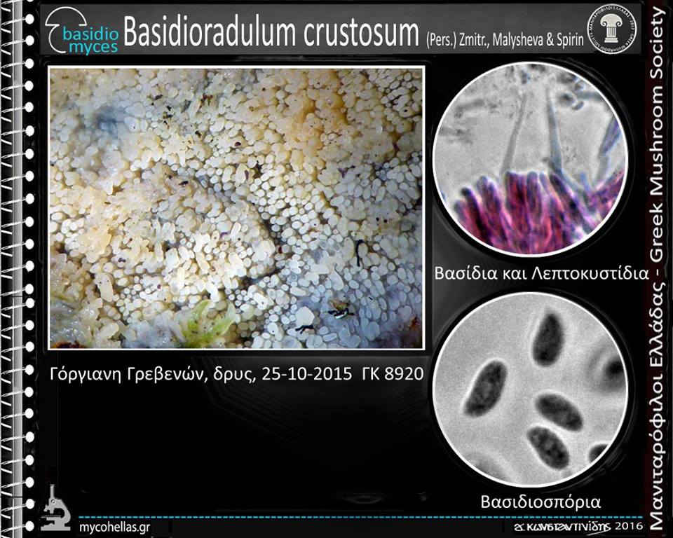 Basidioradulum crustosum (Pers.) Zmitr., Malysheva & Spirin