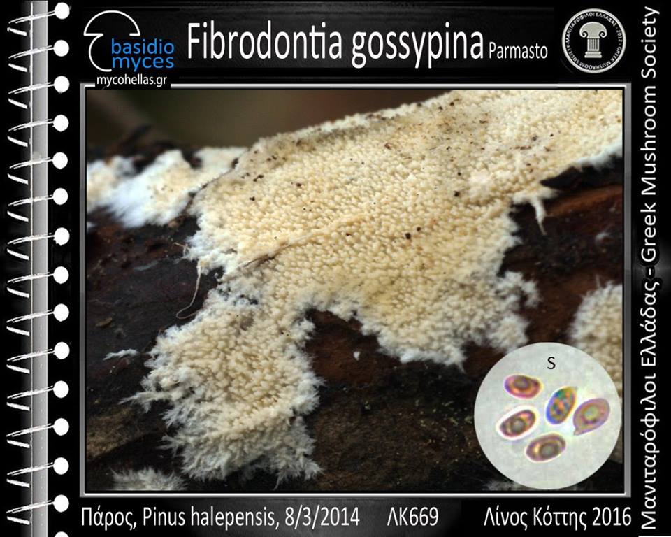 Fibrodontia gossypina Parmasto 