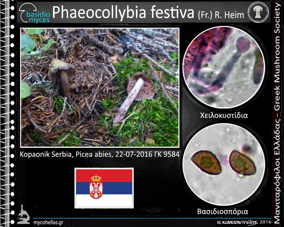 Phaeocollybia festiva (Fr.) R. Heim
