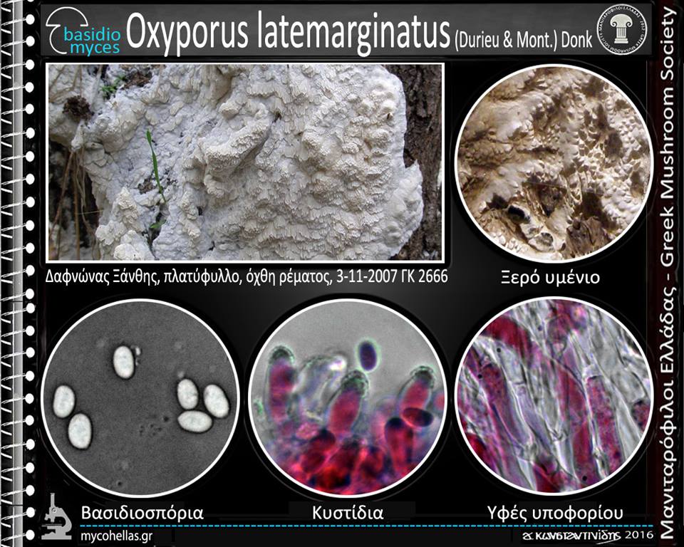 Oxyporus latemarginatus (Durieu & Mont.) Donk