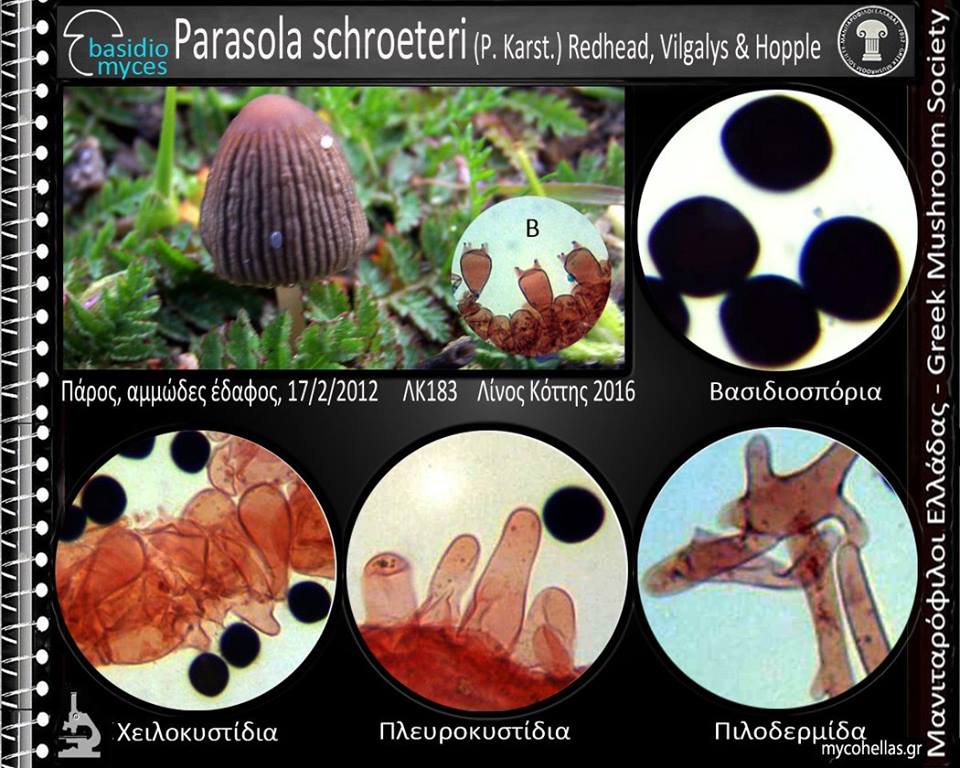 Parasola schroeteri (P. Karst.) Redhead, Vilgalys & Hopple 