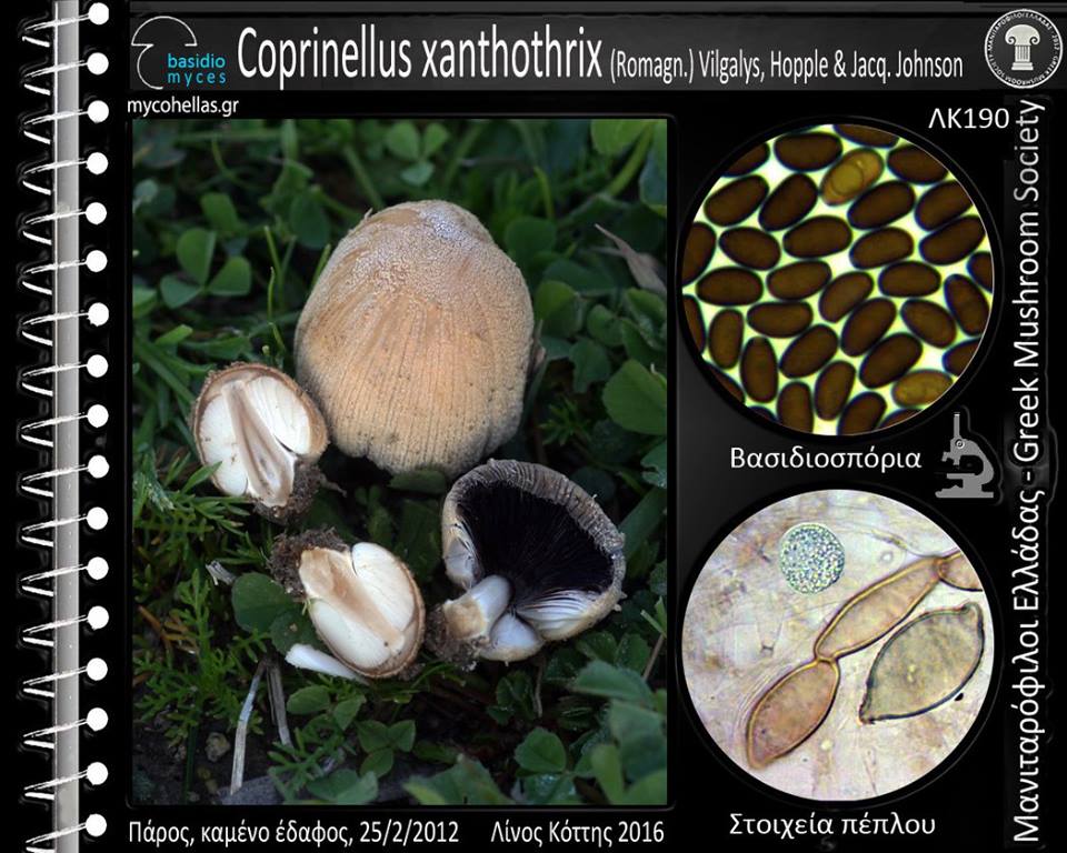 Coprinellus xanthothrix (Romagn.) Vilgalys, Hopple & Jacq. Johnson 