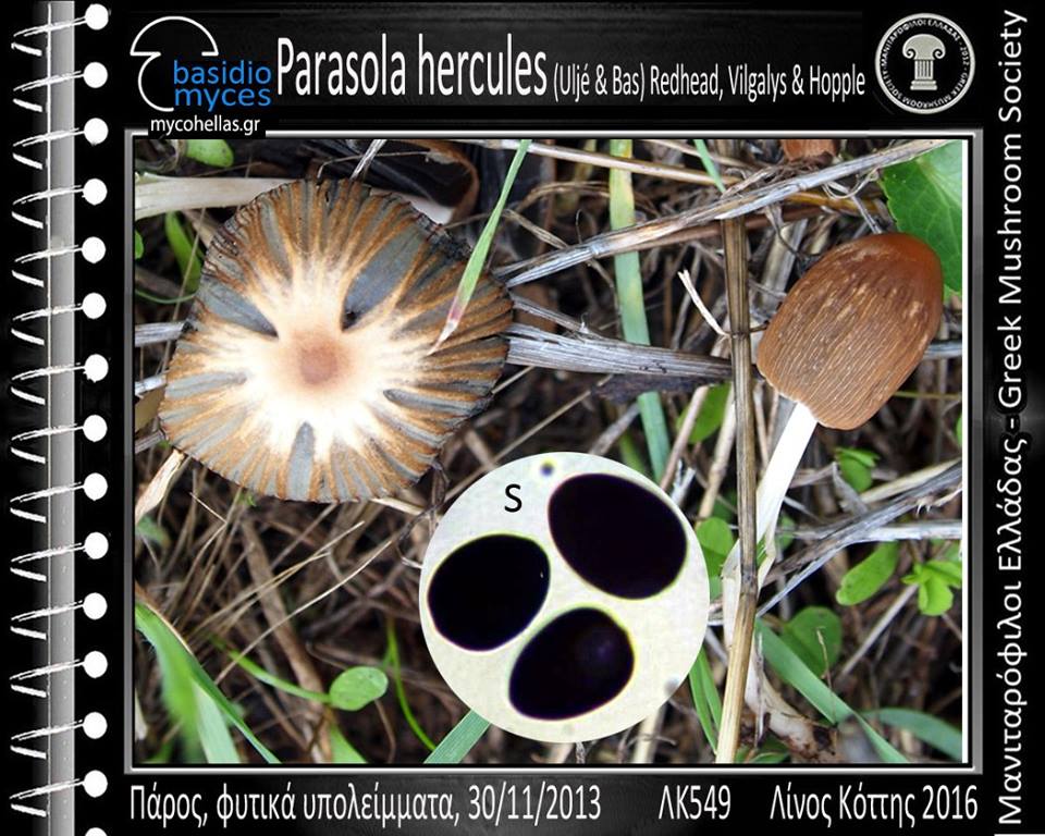 Parasola hercules (Uljé & Bas) Redhead, Vilgalys & Hopple