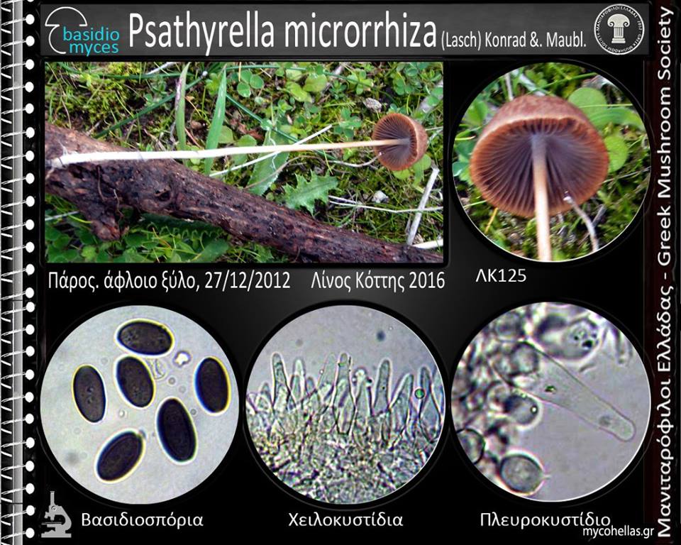 Psathyrella micrοrrhiza (Lasch) Kοnrad &. Maubl. 