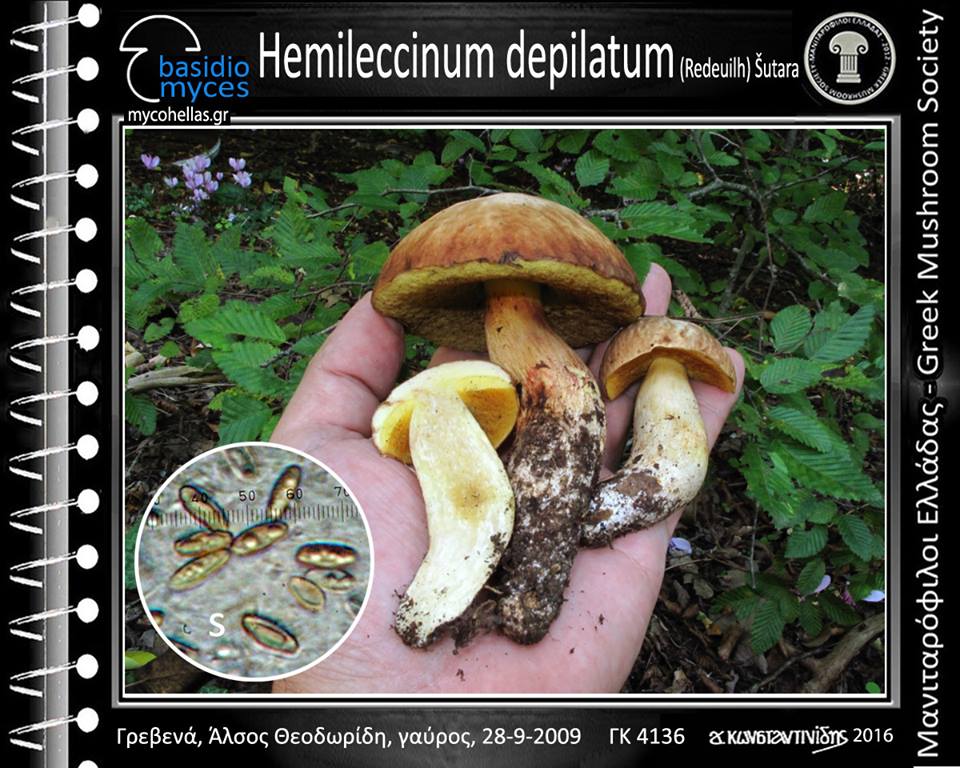Hemileccinum depilatum (Redeuilh) Šutara