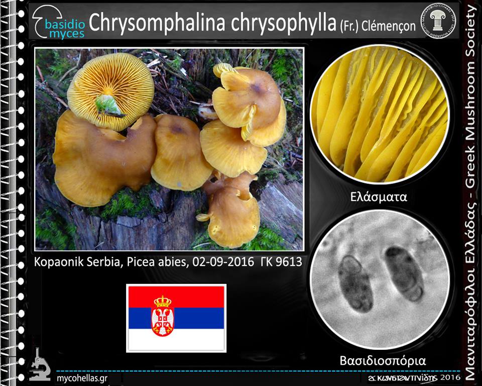 Chrysomphalina chrysophylla (Fr.) Clémençon 