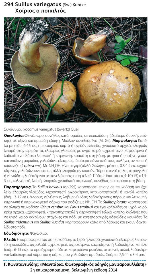 Suillus variegatus (Sw.) Kuntze