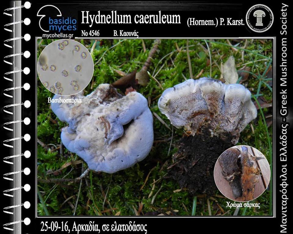 Hydnellum caeruleum (Hοrnem.) P. Karst.