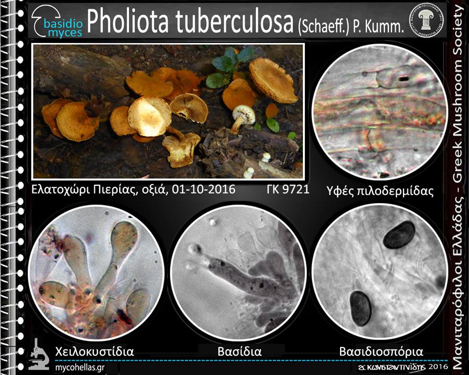 Pholiota tuberculosa (Schaeff.) P. Kumm. 