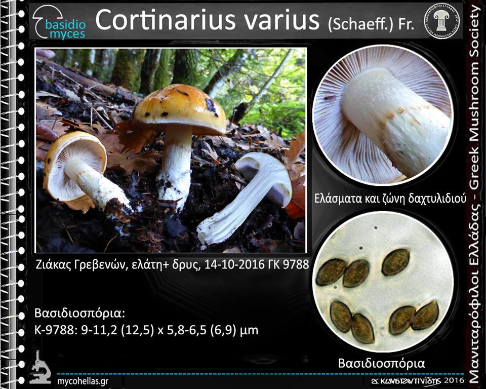 Cortinarius varius (Schaeff.) Fr.