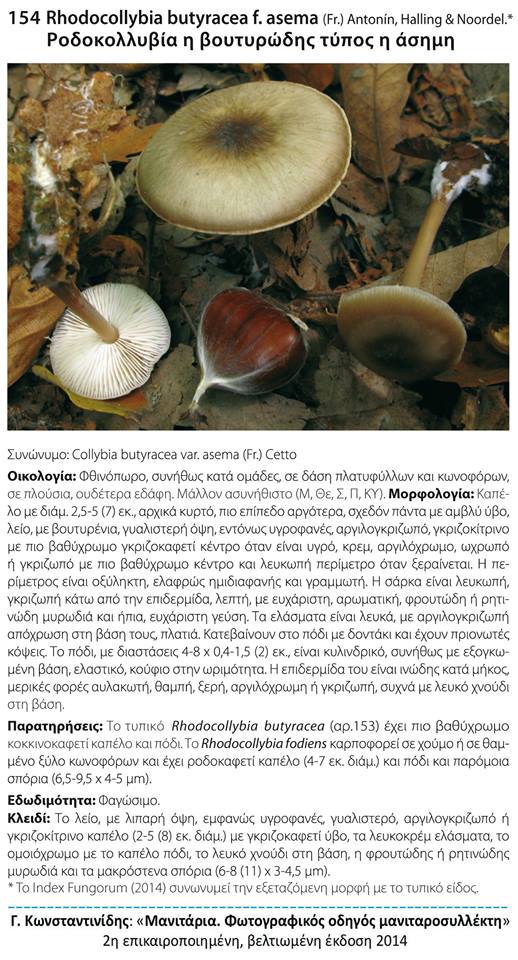Rhodocollybia butyracea f. asema (Fr.) Antonin, Halling & Noordel.