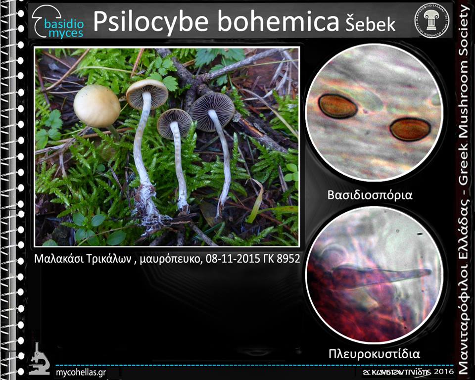Psilocybe bohemica Šebek