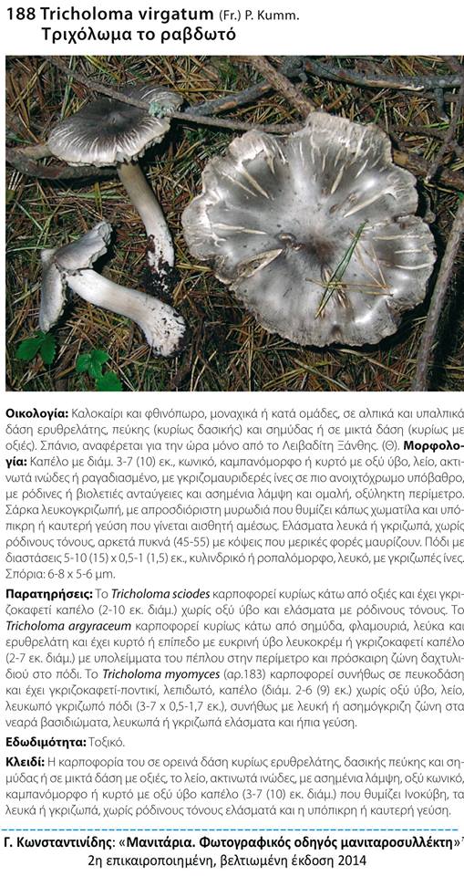 Tricholoma virgatum (Fr.) P. Kumm.