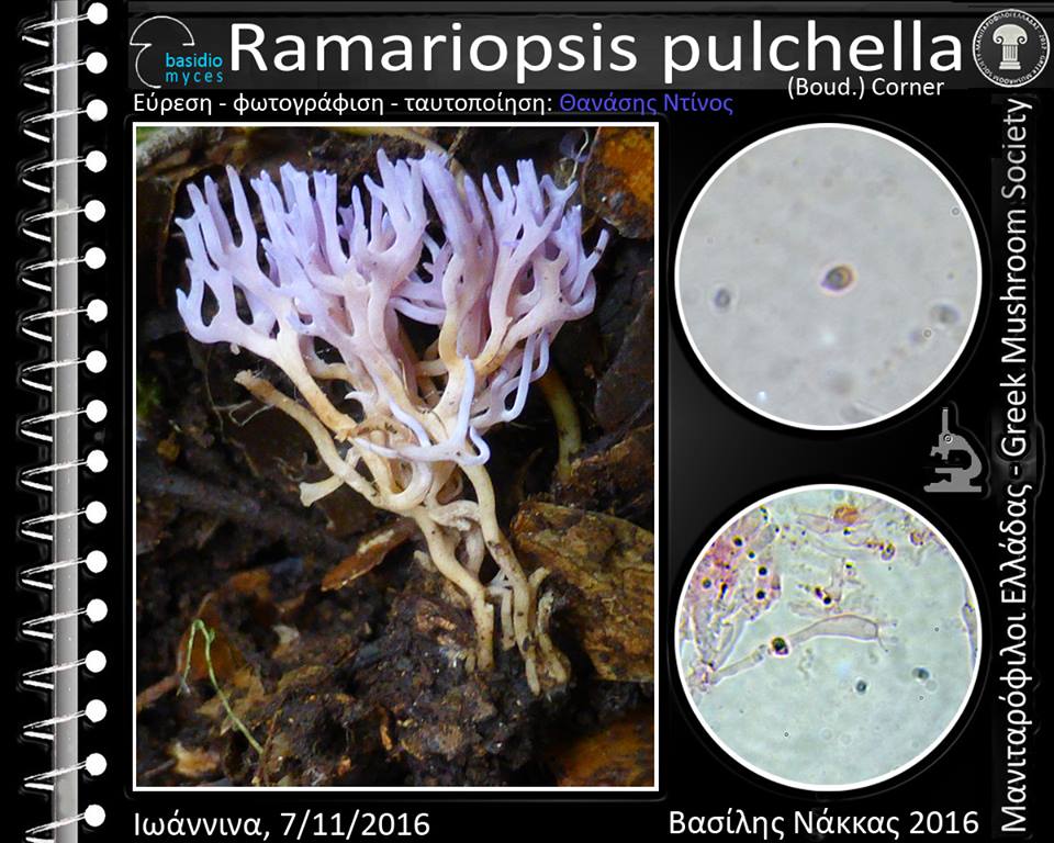 Ramariοpsis pulchella (Boud.) Cοrner 