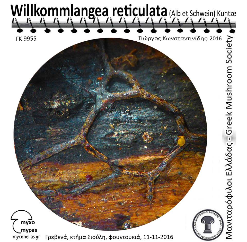 Willkommlangea reticulata (Alb et Schwein) Kuntze