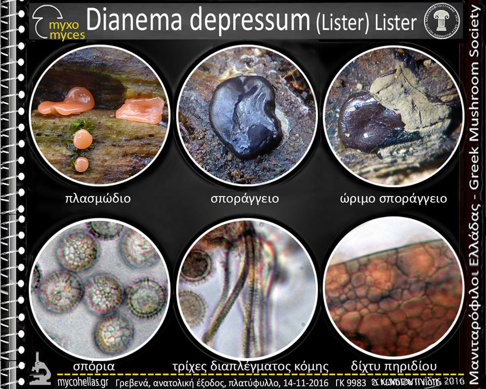 Dianema depressum (Lister) Lister 