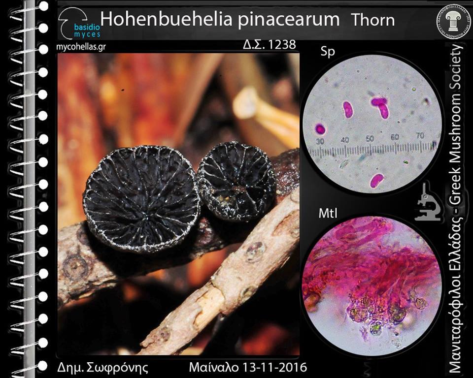 Hohenbuehelia pinacearum Thorn