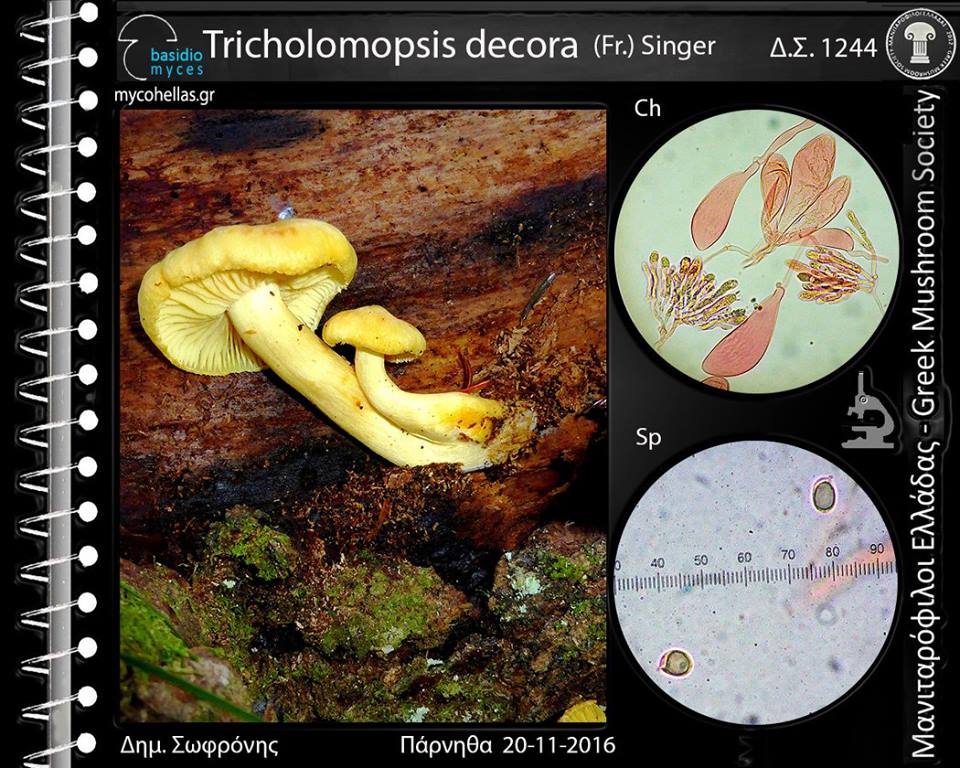 Tricholomopsis decora (Fr.) Singer 