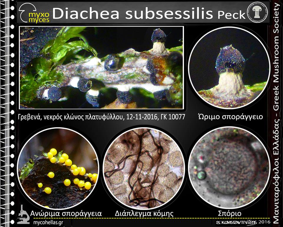 Diachea subsessilis Peck