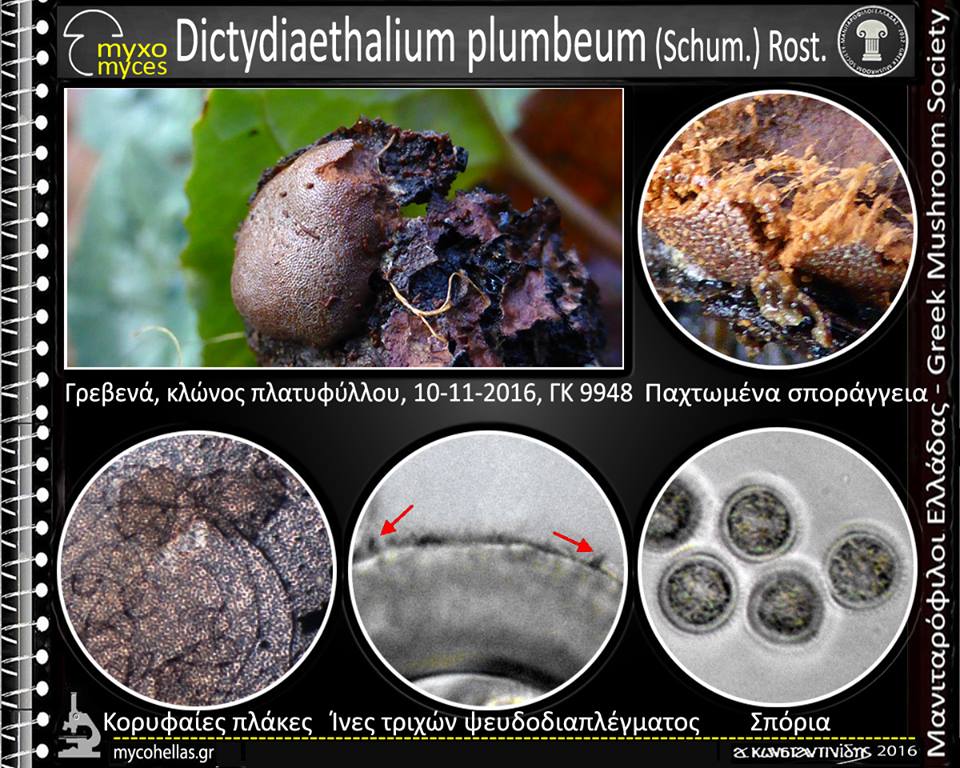 Dictydiaethalium plumbeum (Schum.) Rost.
