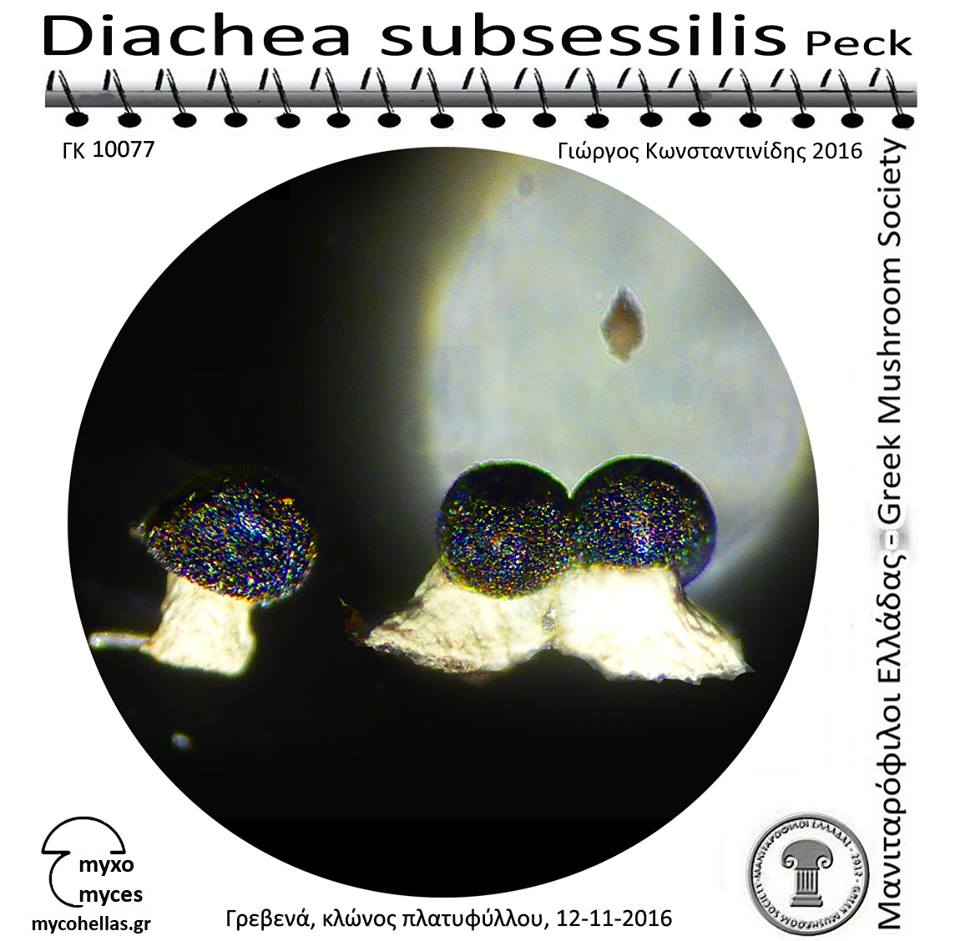 Diachea subsessilis Peck
