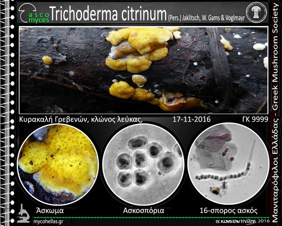 Trichoderma citrinum (Pers.) Jaklitsch, W. Gams & Voglmayr