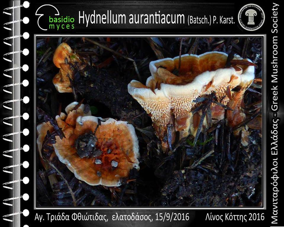 Hydnellum aurantiacum (Batsch.) P. Karst. 