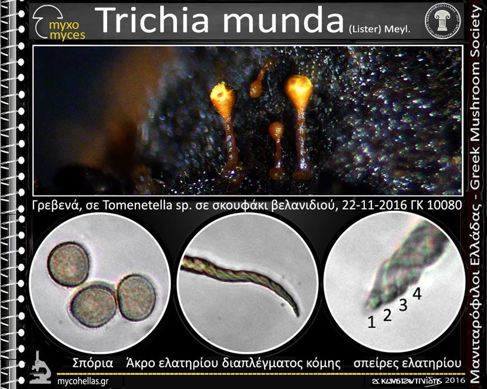 Trichia munda (Lister) Meyl.
