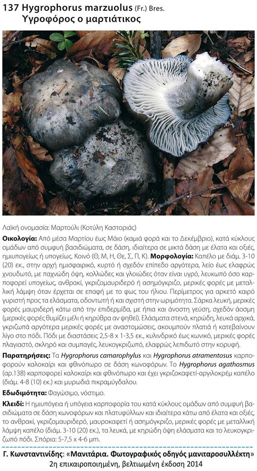 Hygrophorus marzuolus (Fr.) Bers.