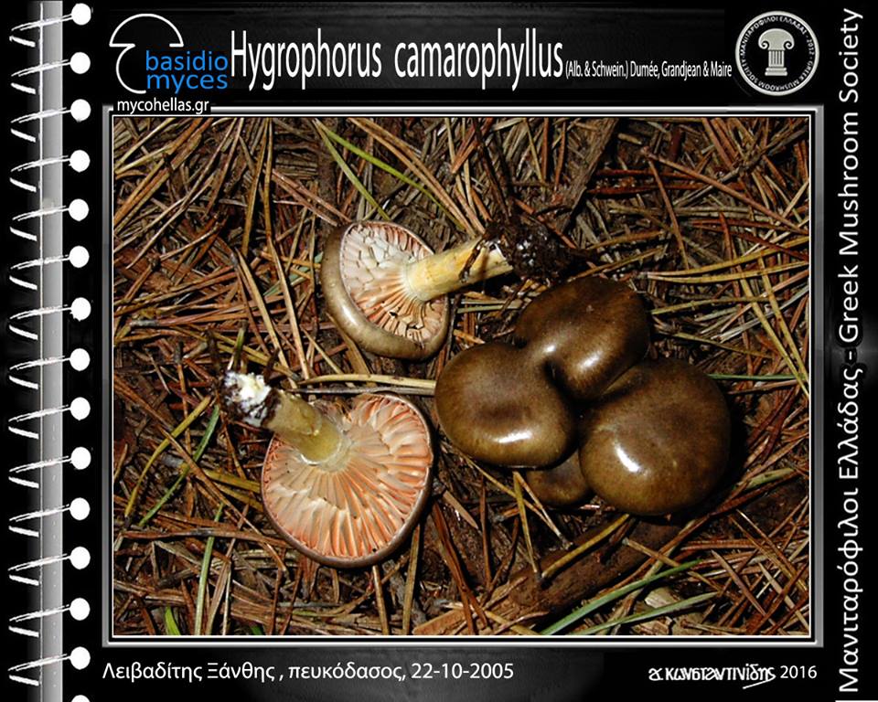 Hygrophorus camarophyllus (Alb. & Schwein.) Dumée, Grandjean & Maire 