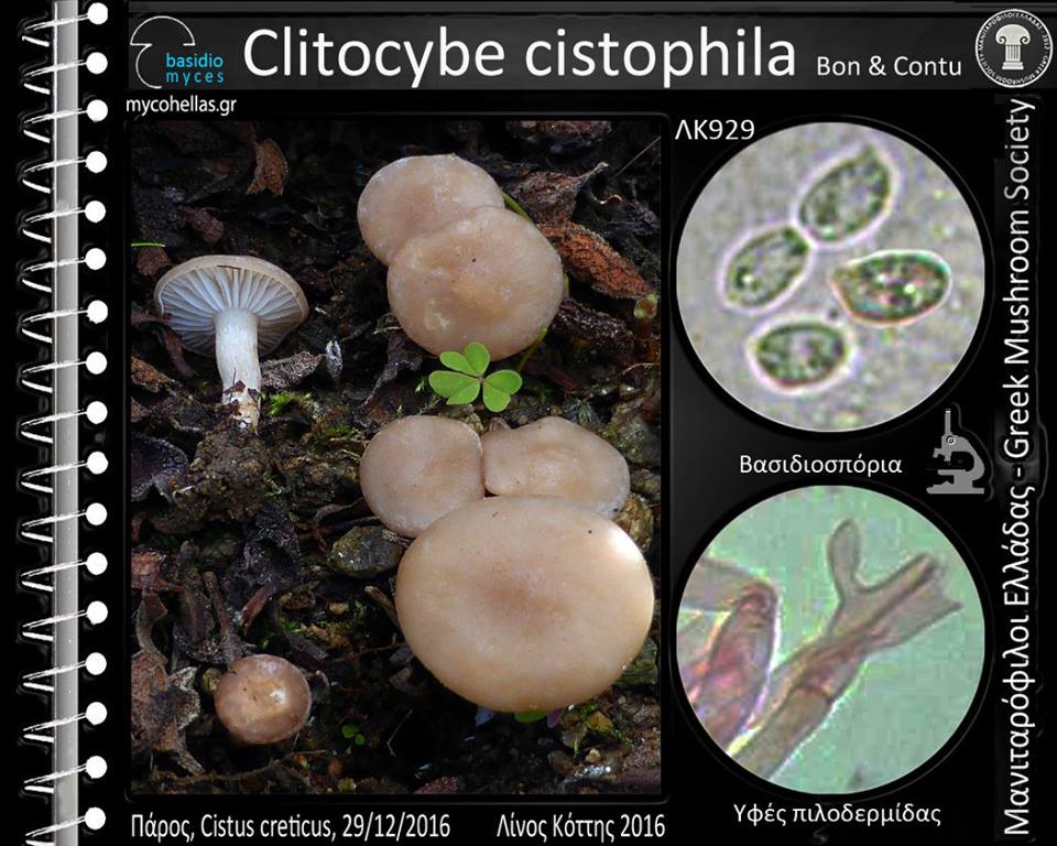 Clitocybe cistophila Bon & Contu