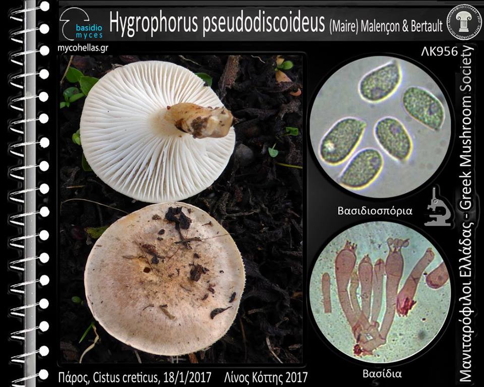 Hygrophorus pseudodiscoideus (Maire) Malençon & Bertault