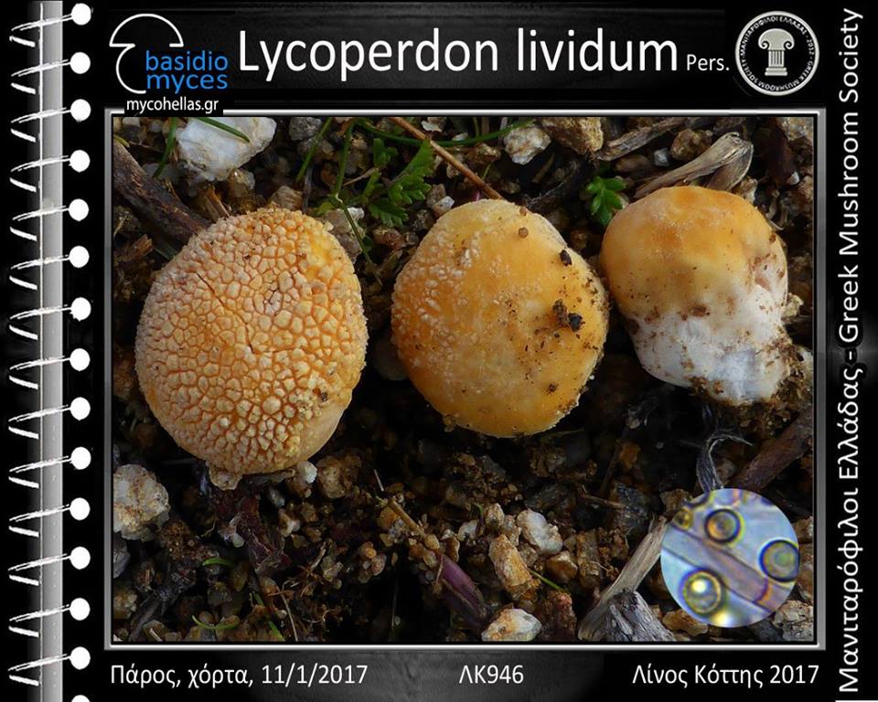Lycoperdon lividum Pers. 