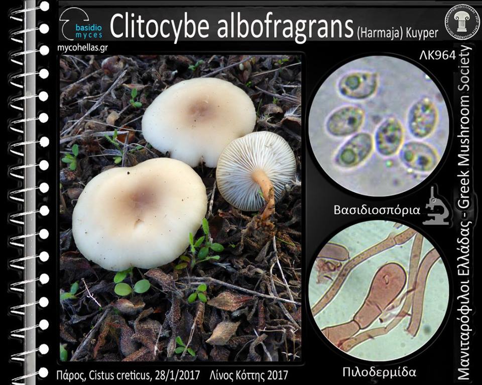 Clitocybe albofragrans (Harmaja) Kuyper 