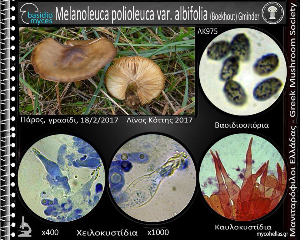 Melanoleuca polioleuca var. albifolia (Boekhout) Gminder