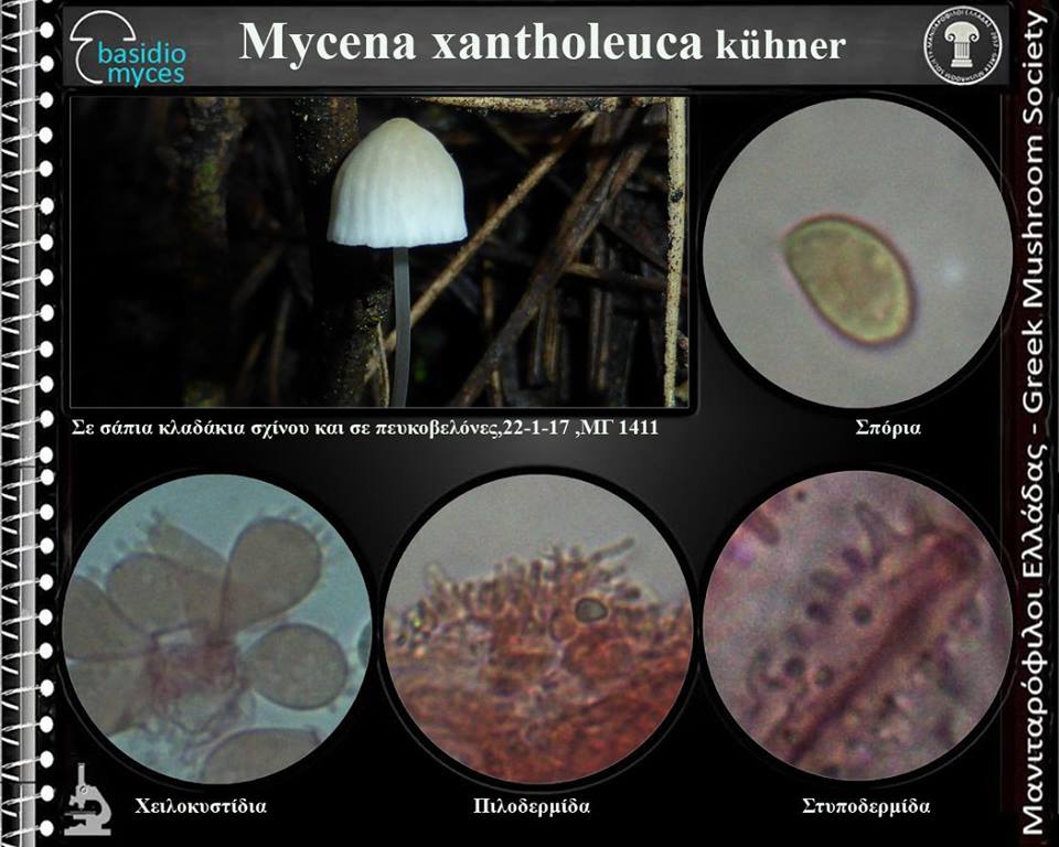 Mycena xantholeuca Kühner