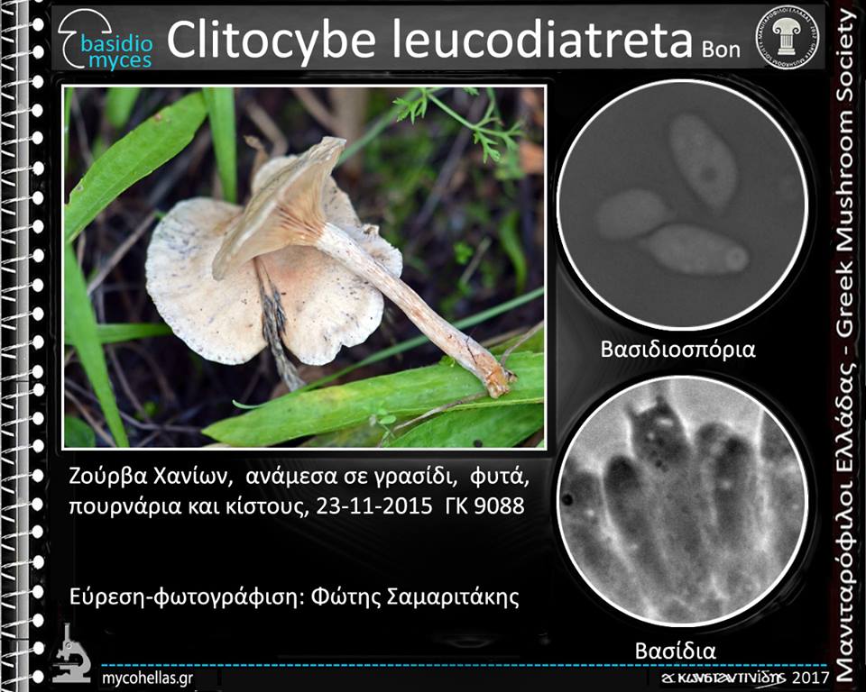 Clitocybe leucodiatreta Bon 