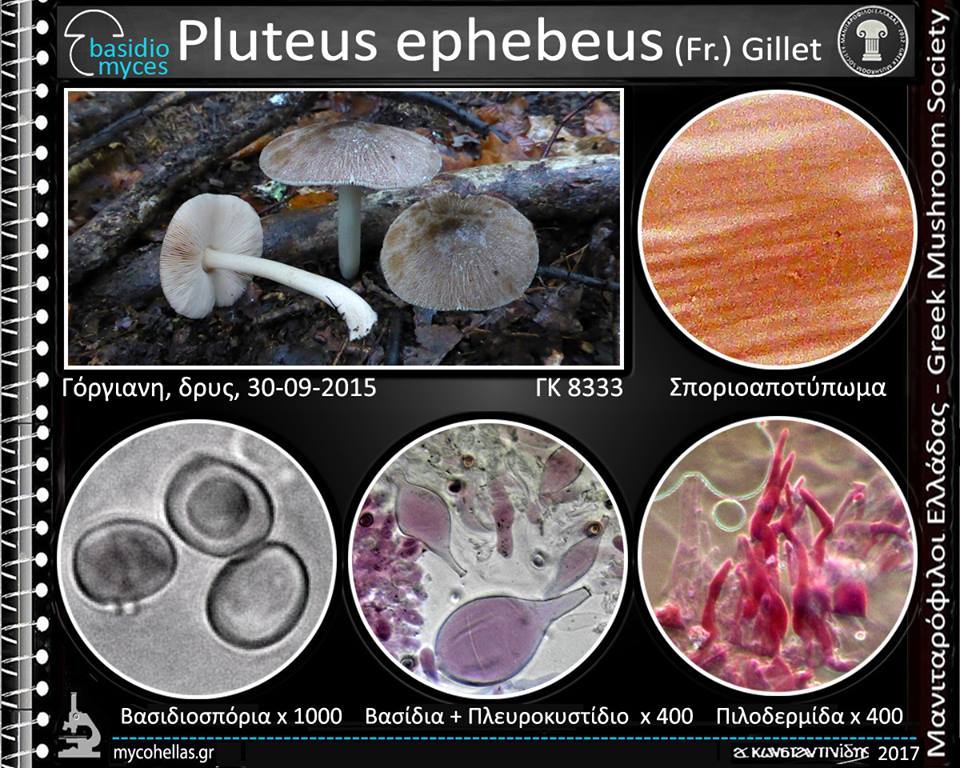 Pluteus ephebeus (Fr.) Gillet 