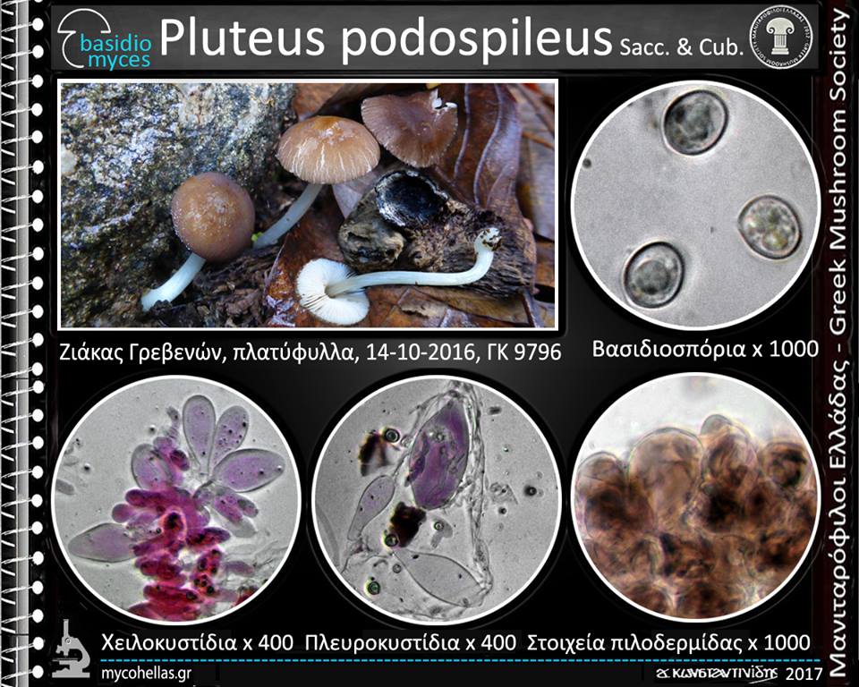 Pluteus podospileus Sacc. & Cub. 