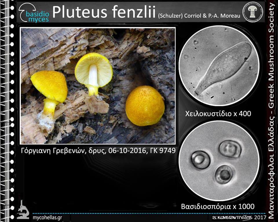 Pluteus fenzlii (Schulzer) Corriol & P.-A. Moreau