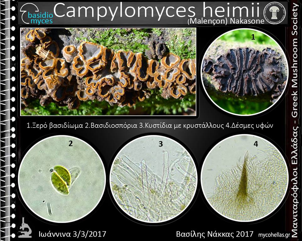 Campylomyces heimii (Malençon) Nakasone 
