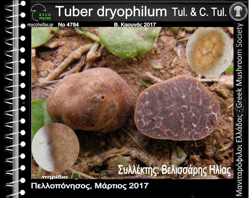 Tuber dryophilum Tul. & C. Tul.