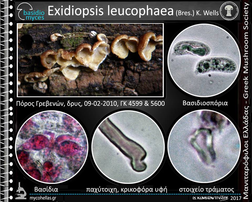 Exidiopsis leucophaea (Bres.) K. Wells