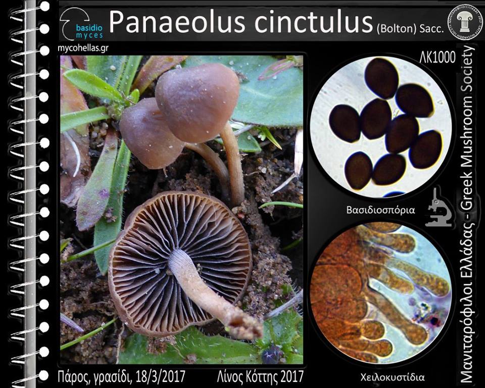Panaeolus cinctulus (Bolton) Sacc. 