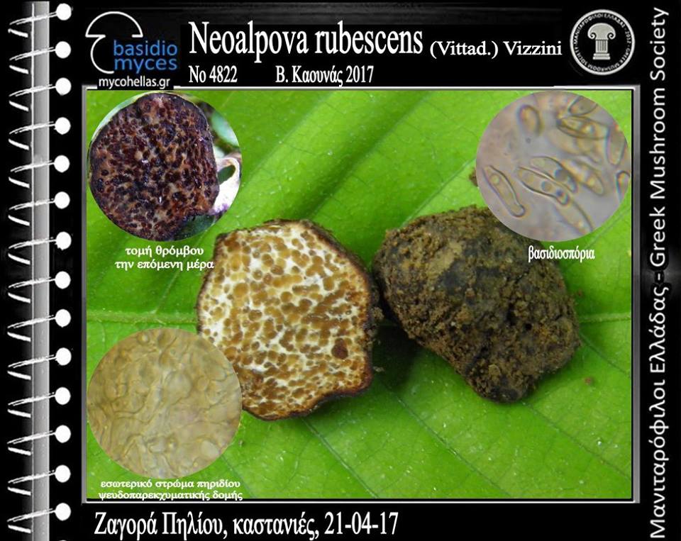 Neoalpova rubescens (Vittad.) Vizzini