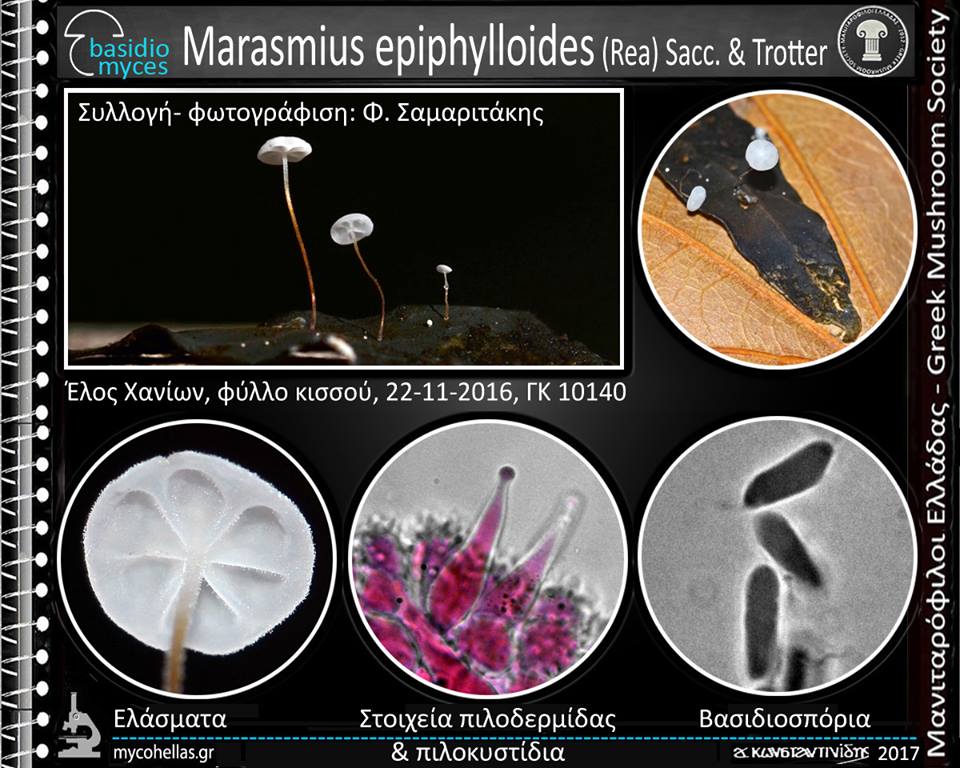 Marasmius epiphylloides (Rea) Sacc. & Trotter 