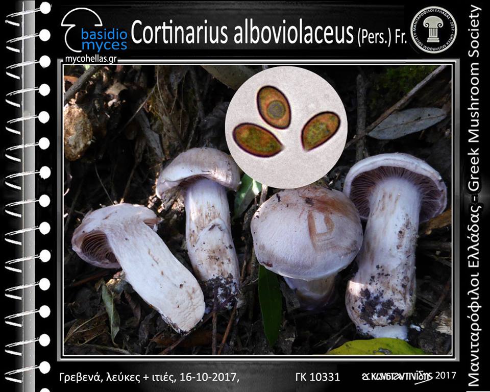 Cortinarius alboviolaceus (Pers.) Fr. 