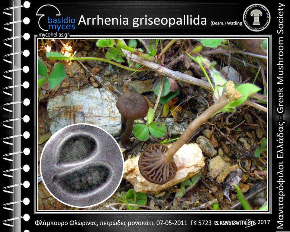 Arrhenia griseopallida (Desm.) Watling 
